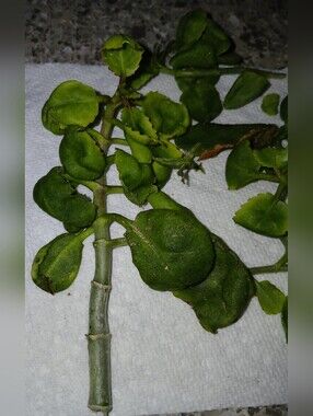 NWOT Leaf Of Life Succulent Plant. You receive 1 cutting w/multiple leaves $15